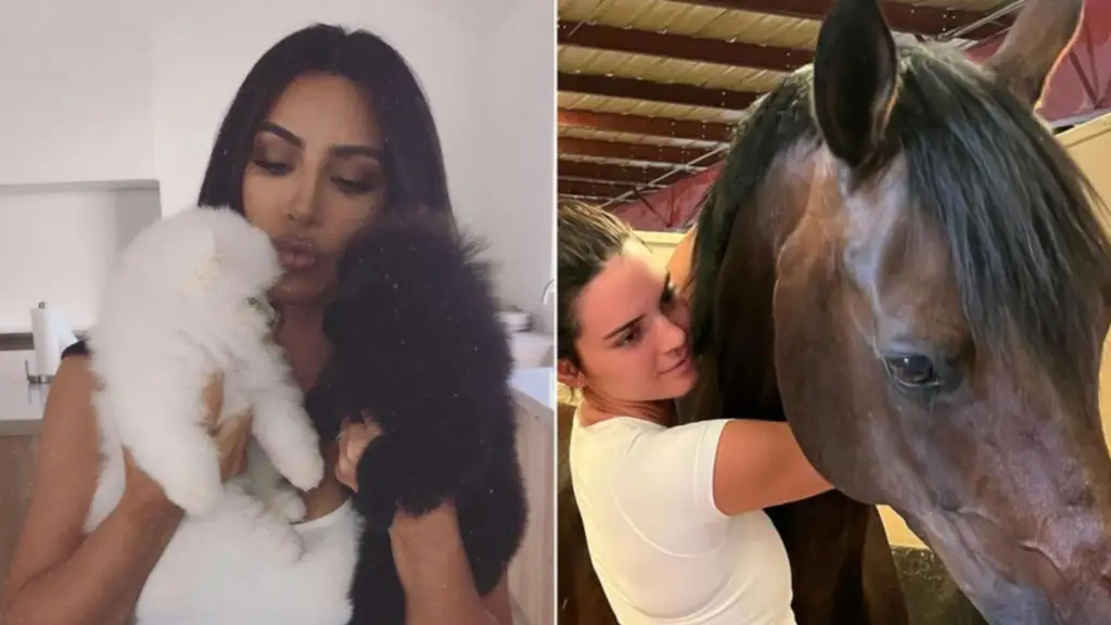 Miembro del clan Kardashian causa indignación por amputar las garras de sus gatos