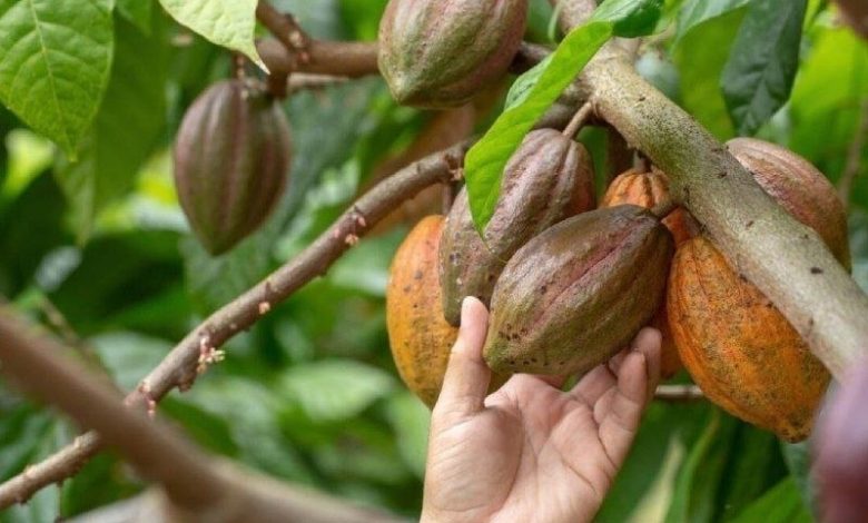Ley de Fomento del Cacao impulsa la calidad y el conocimiento técnico de los productores