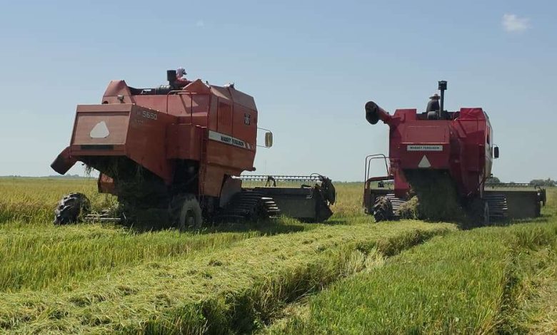Apure inició la cosecha de 200 hectáreas de arroz en Hato El Frío