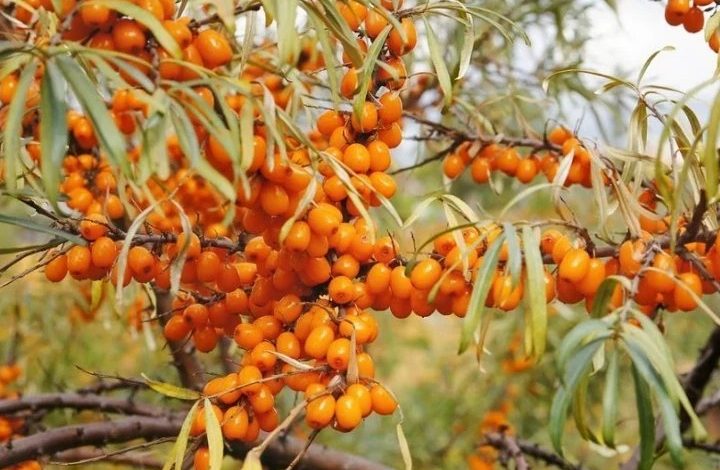 Científicos rusos descubren propiedades antitumorales en las hojas del arbusto espino amarillo